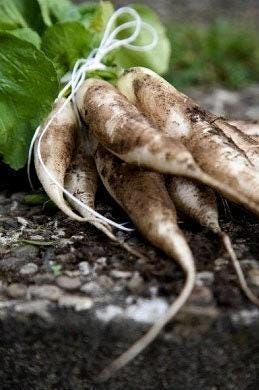 White Icicle Heirloom Radish Seeds