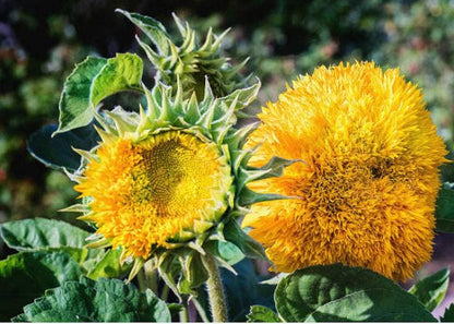 Teddy Bear Heirloom Sunflower Seeds