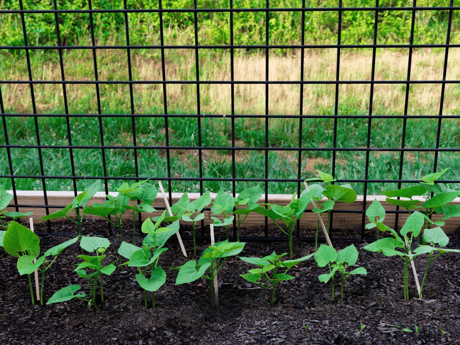 A row of young plants with green leaves growing in a garden bed, enclosed by a wire fence.