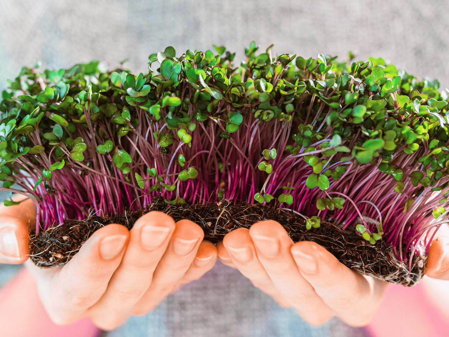 A pair of hands holding a bunch of green sprouts with purple stems.