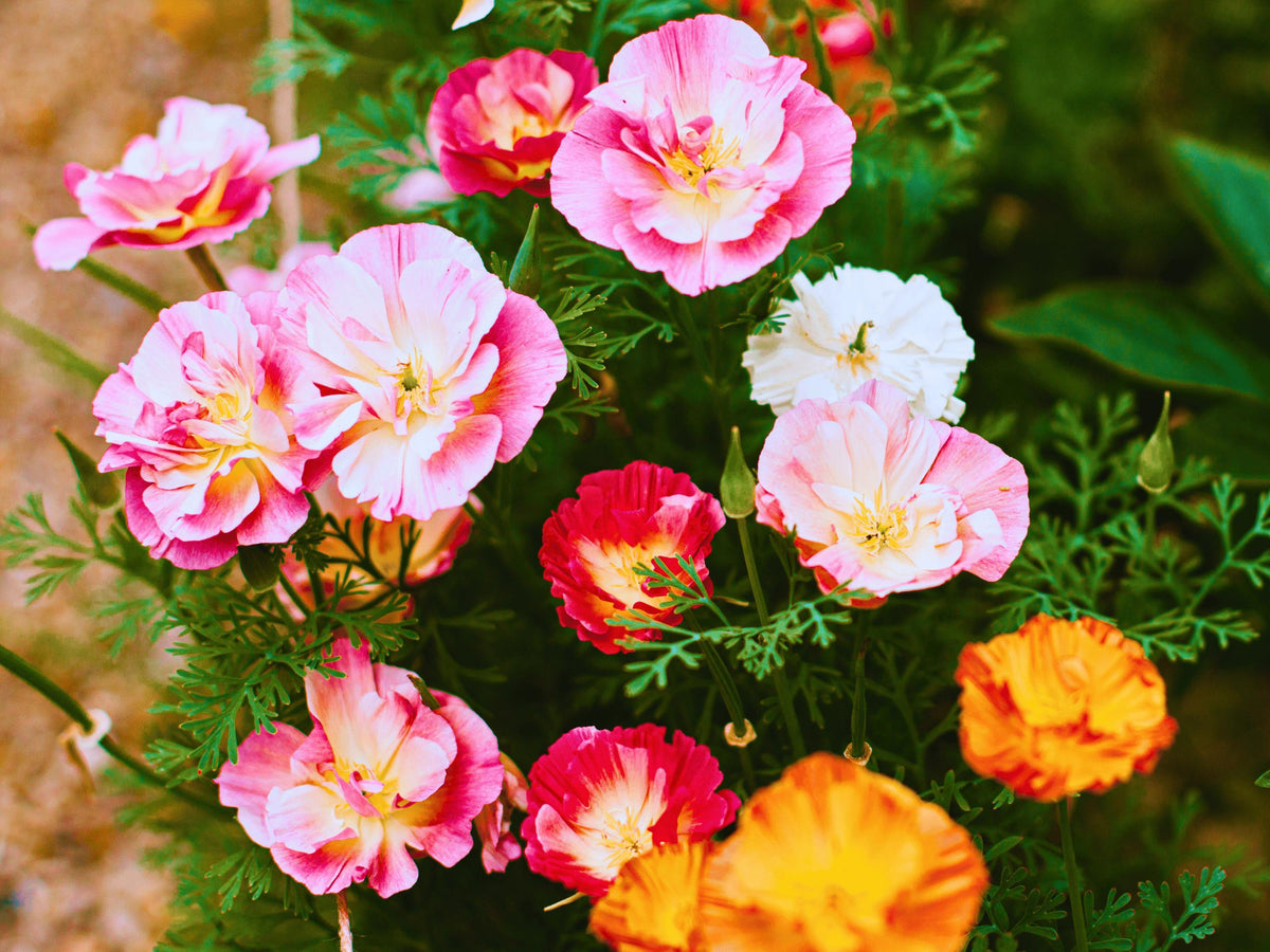 Ballerina Mix California Poppy Seeds – Free Shipping – Fresh For 2025 Season