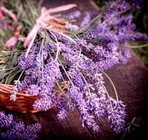 heirloom lavender seeds Vera Lavender Seeds