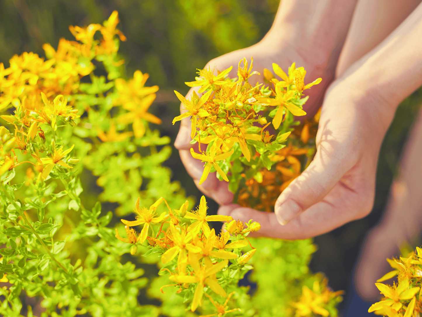 St. John’s Wort Heirloom Seeds