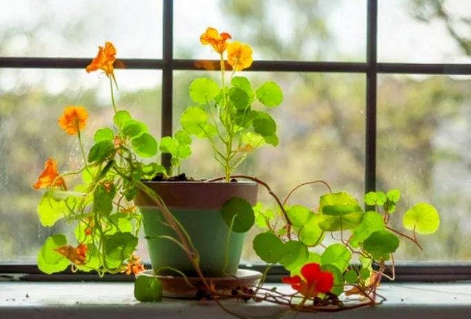 planting nasturtium seeds in pots Dwarf Nasturtium Seeds