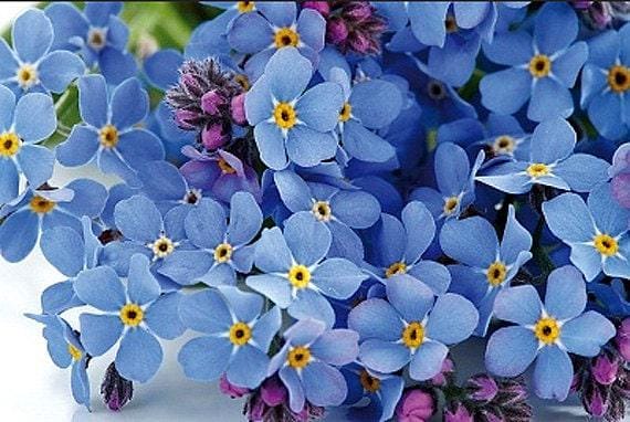 forget me not seed to flower time Forget-Me-Nots Seeds