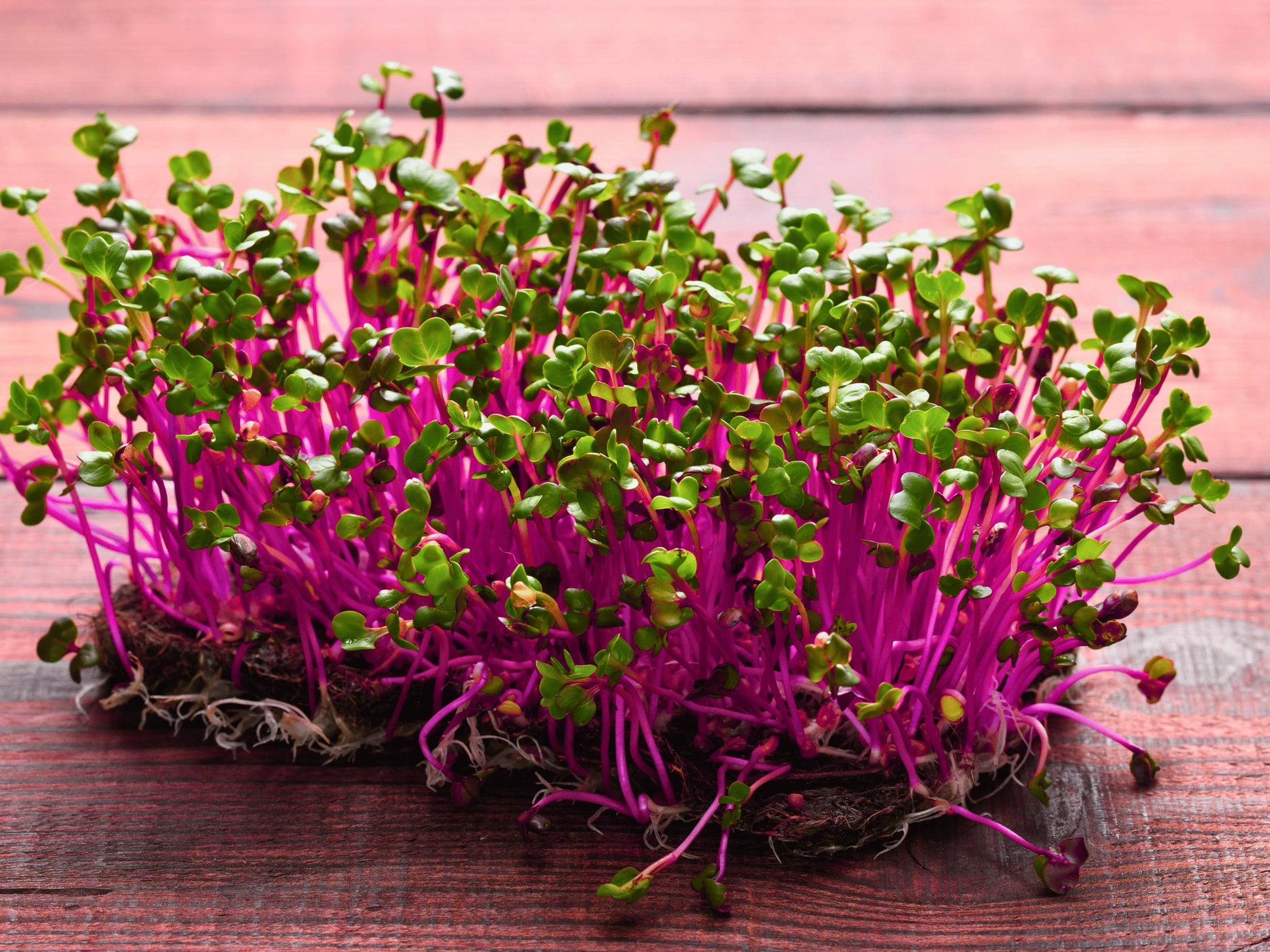 A cluster of vibrant green and purple sprouts growing in a bed of soil on a wooden surface.