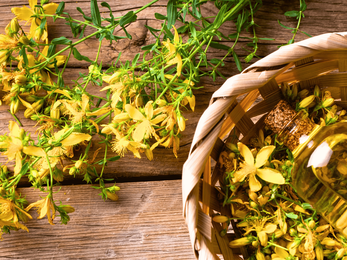 St. John’s Wort Heirloom Seeds