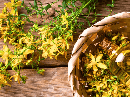 St. John’s Wort Heirloom Seeds