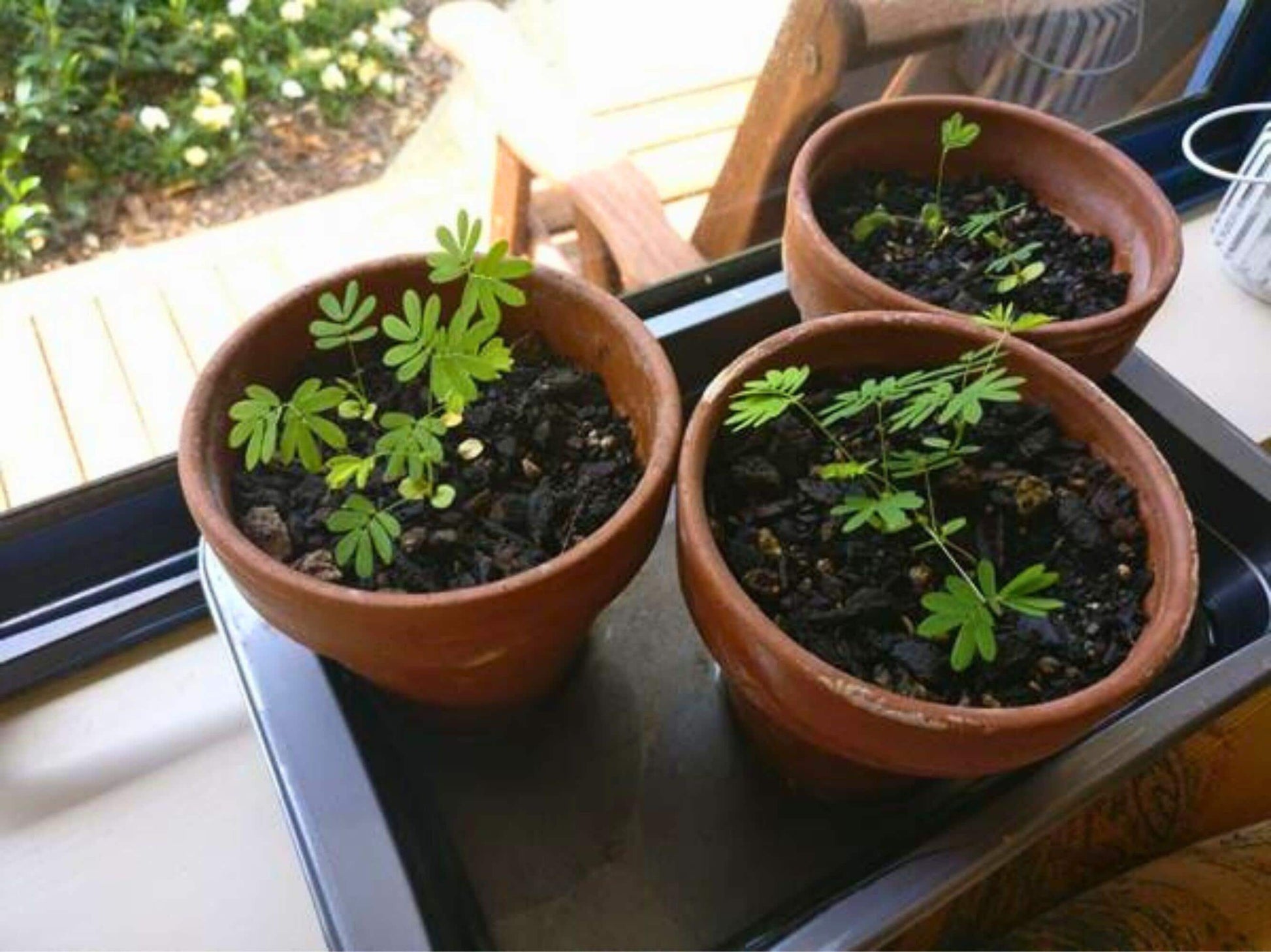 eden brothers mimosa seeds sensitive plant Sensitive Plant Seeds