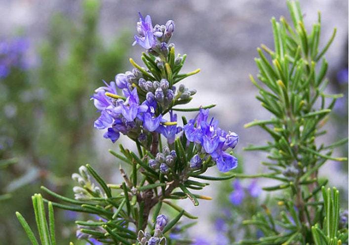 Rosemary Heirloom Seeds - Nimble NiteCap Heirloom Seed Co