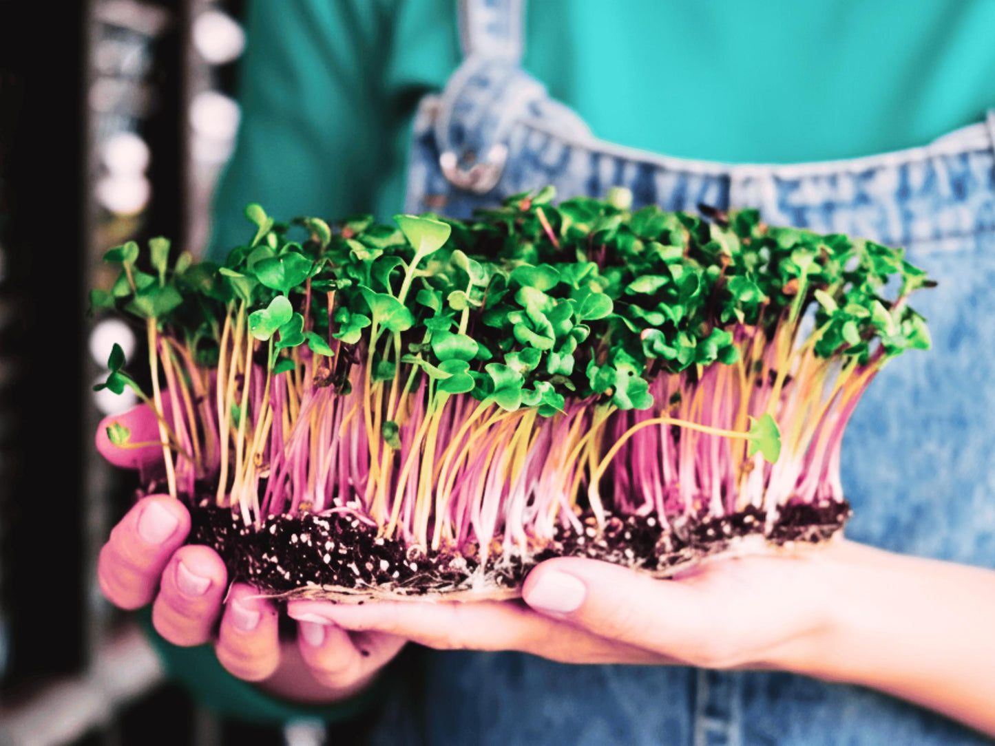 A person&#39;s hands holding a cluster of young sprouts with green leaves and pink stems.