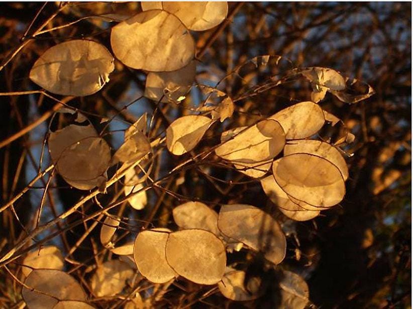 money plant seed Honesty Money Plant Seeds