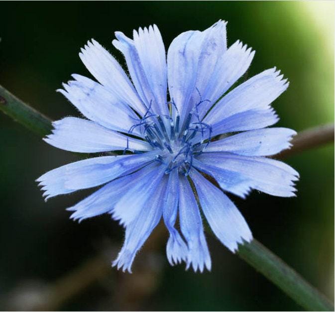 Chicory Heirloom Seeds - Nimble NiteCap Heirloom Seed Co