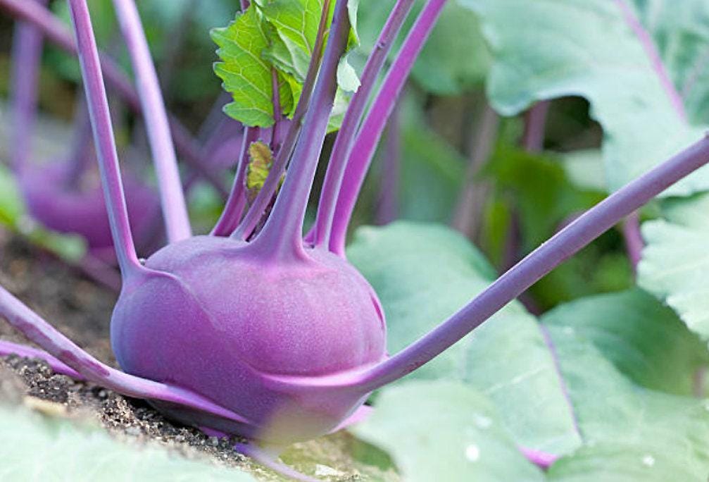 Purple Kohlrabi Seeds | Nimble NiteCap Heirloom Co – Nimble