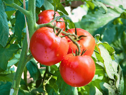 A close-up view of ripe, red tomatoes growing on a plant with green leaves.