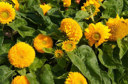 Teddy Bear Heirloom Sunflower Seeds