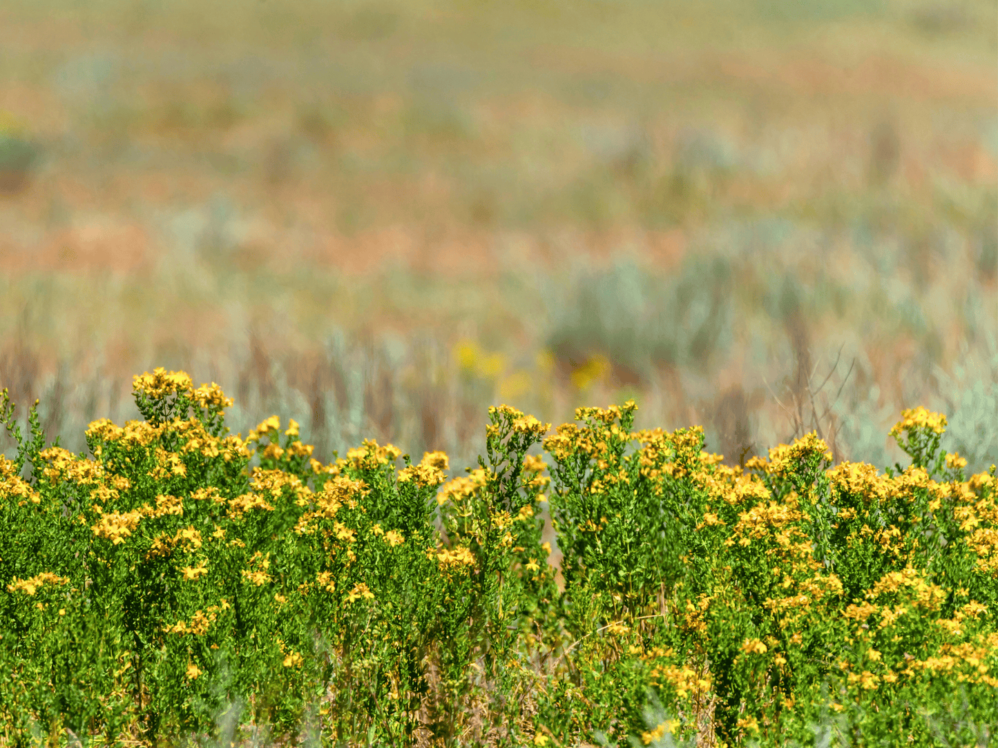 St. John’s Wort Heirloom Seeds