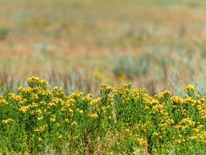 St. John’s Wort Heirloom Seeds