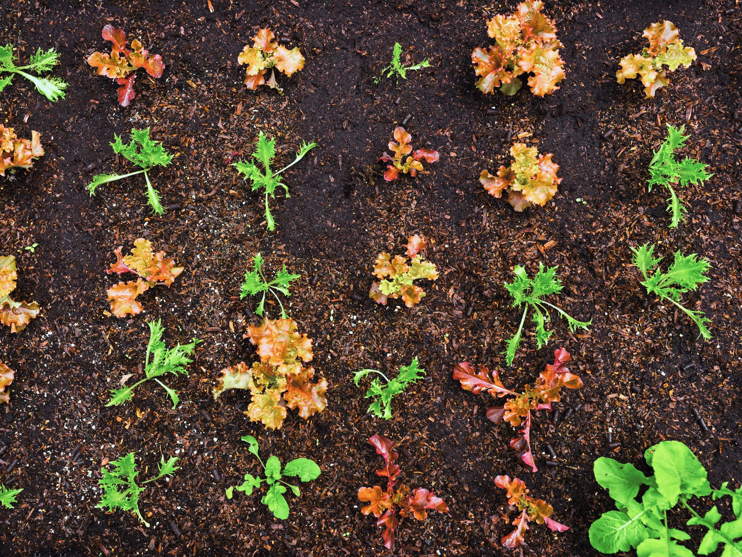 a garden bed with various small plants and flowers, including lettuce and other leafy greens, growing in the soil.