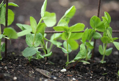 Lincoln Shelling Heirloom Pea Seeds