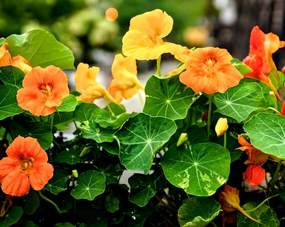 nasturtium seed planting depth Dwarf Nasturtium Seeds