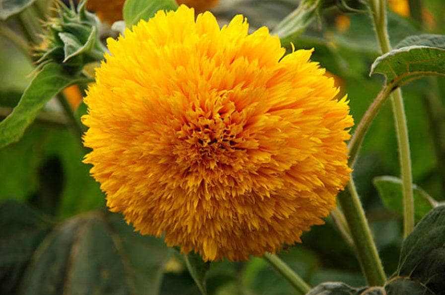 Teddy Bear Heirloom Sunflower Seeds