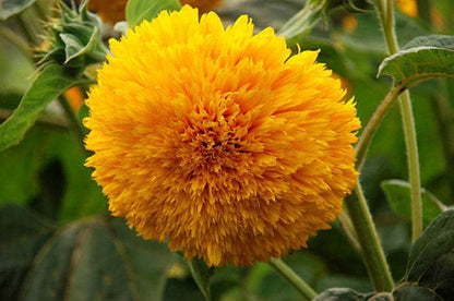 Teddy Bear Heirloom Sunflower Seeds