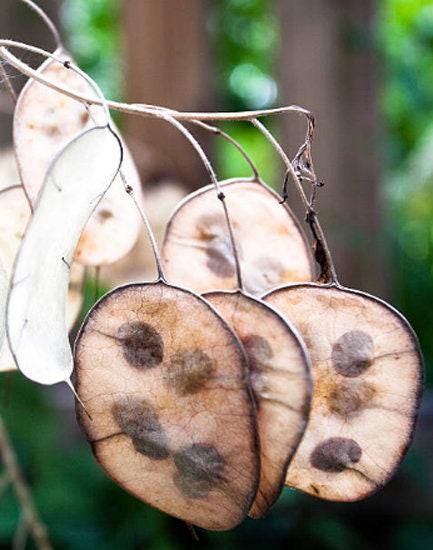 heirloom money plant Honesty Money Plant Seeds