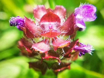self heal plant seeds Self Heal Herb Seeds