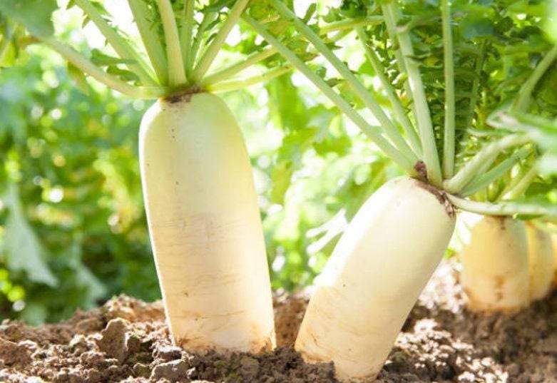 White Icicle Heirloom Radish Seeds