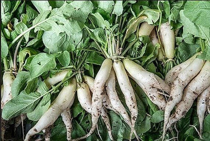 White Icicle Heirloom Radish Seeds