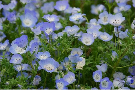 pale blue flower seeds fire emblem Baby Blue Eyes Seeds