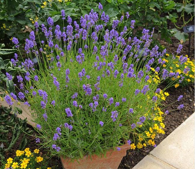tall lavender tree Vera Lavender Seeds