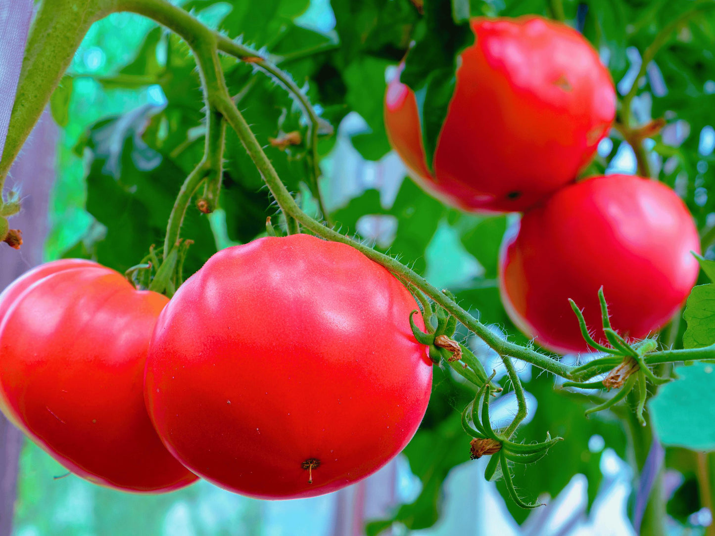 A close-up view of ripe, red tomatoes growing on a plant with green leaves.