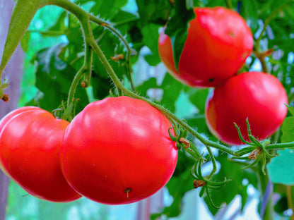 A close-up view of ripe, red tomatoes growing on a plant with green leaves.