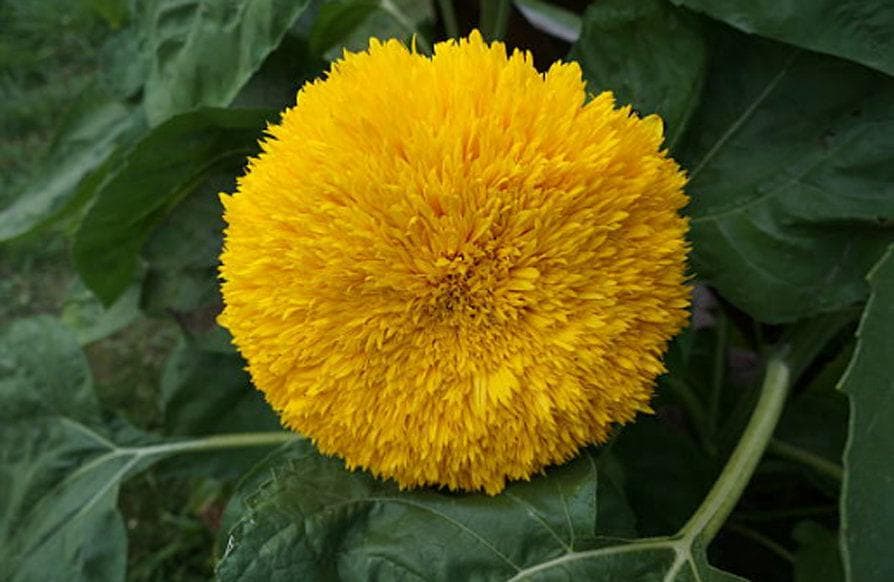 Teddy Bear Heirloom Sunflower Seeds