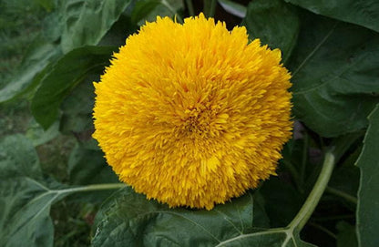 Teddy Bear Heirloom Sunflower Seeds