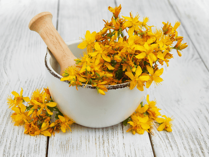 St. John’s Wort Heirloom Seeds