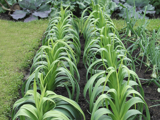 Giant Musselburg Heirloom Leek Seeds