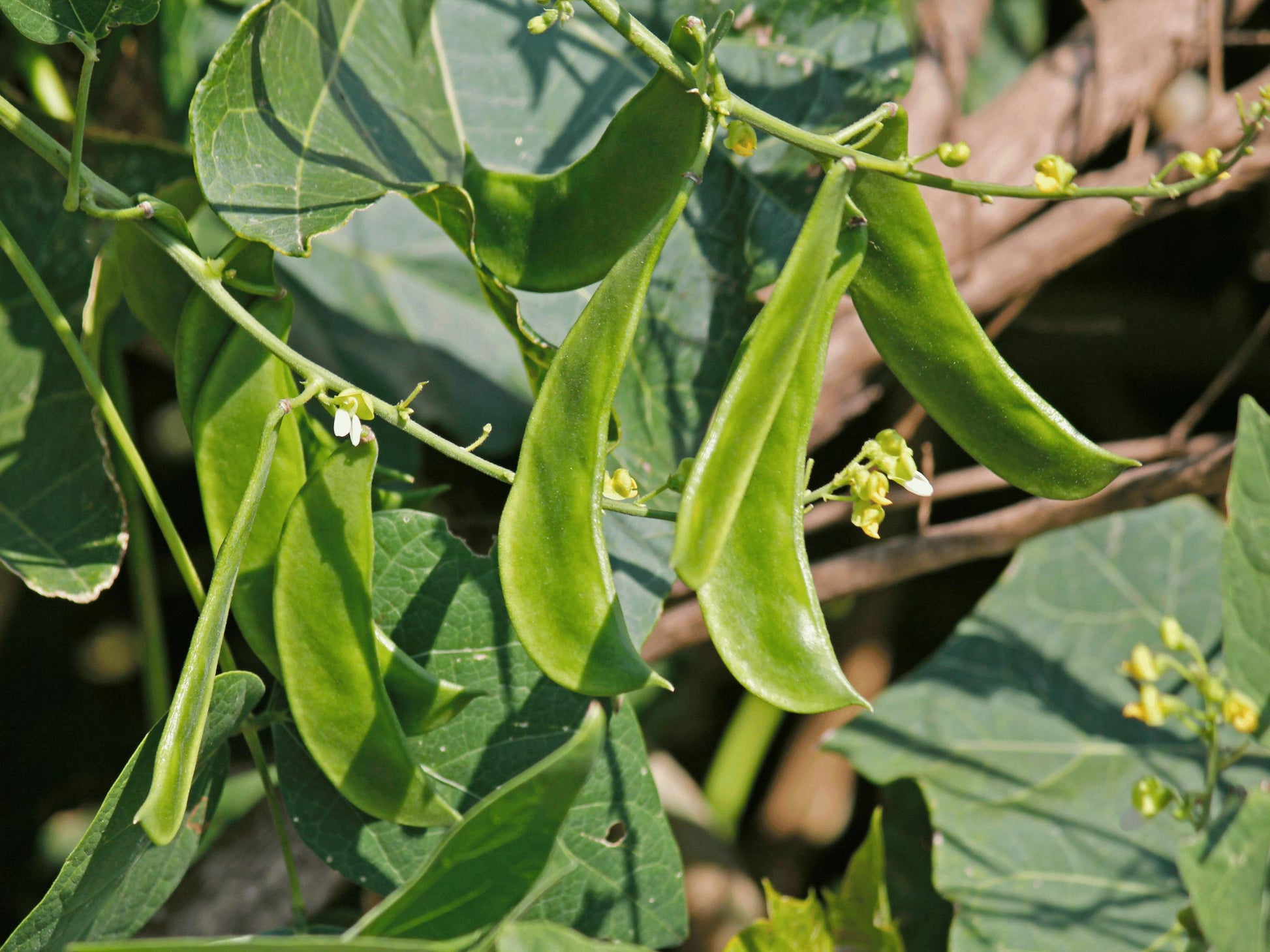 A close-up view of green beans growing on a plant, with their pods visible and surrounded by lush green leaves.