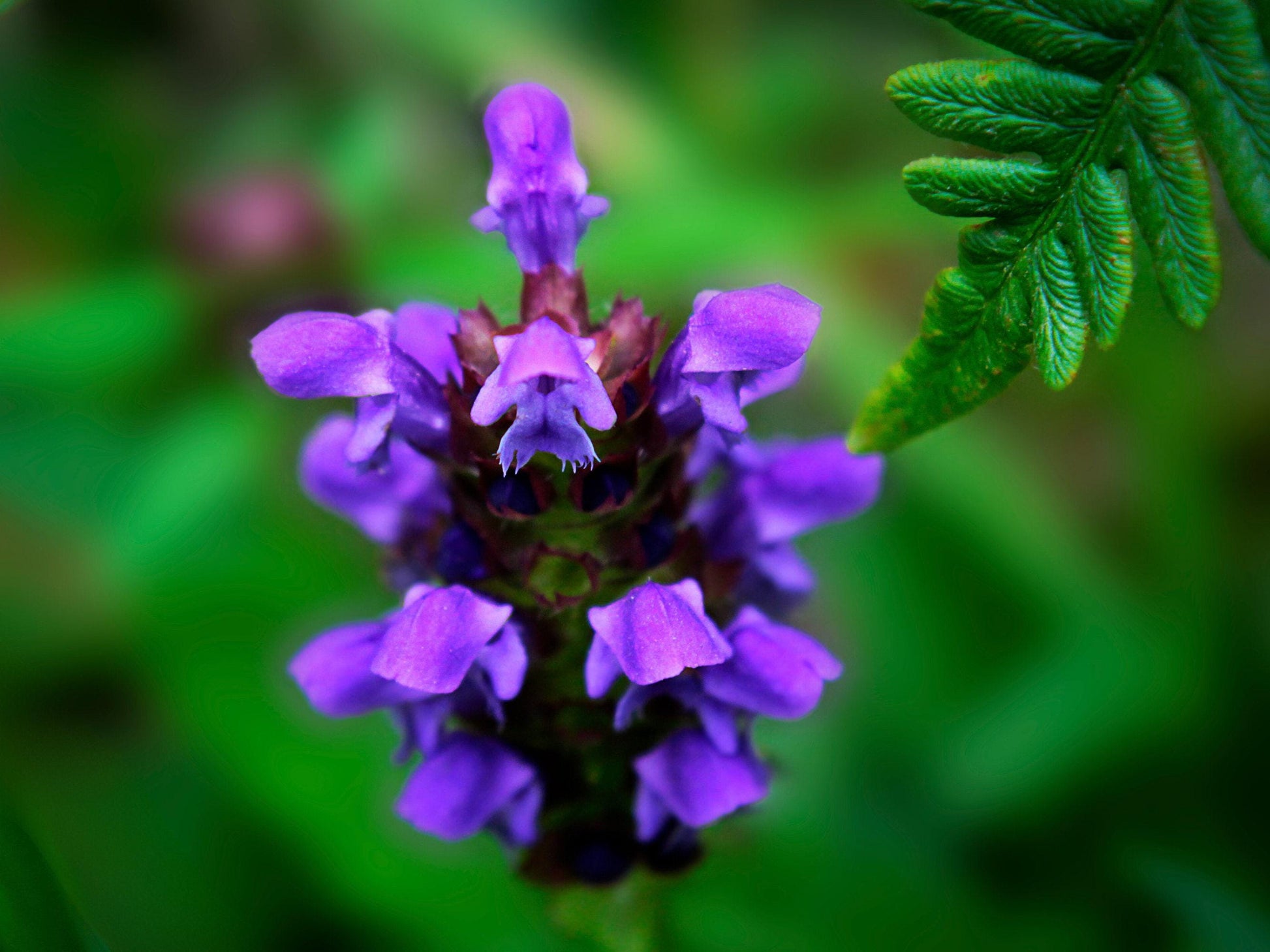 plant and heal seeds Self Heal (Heal All) Heirloom Herb Seeds