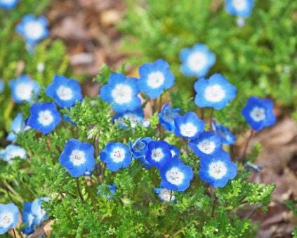 pale blue flower seeds fire emblem Baby Blue Eyes Heirloom Seeds