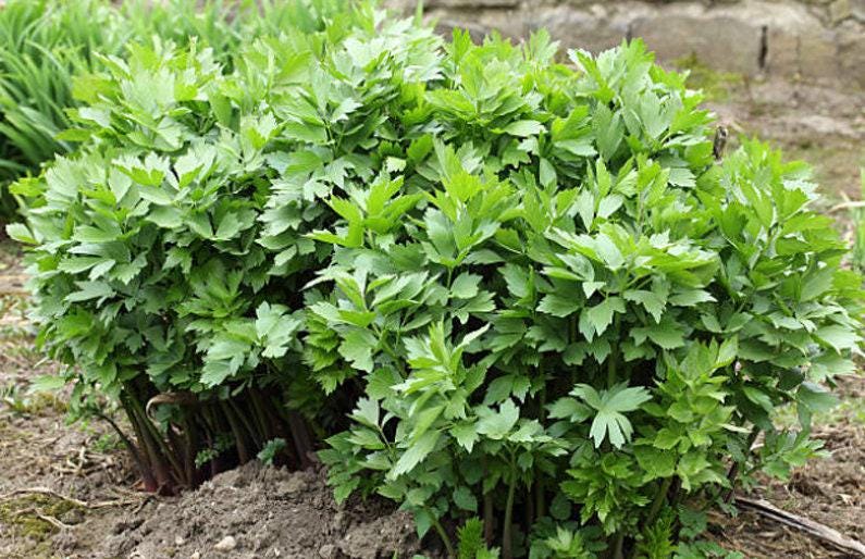 lovage plant seeds Lovage Heirloom Seeds
