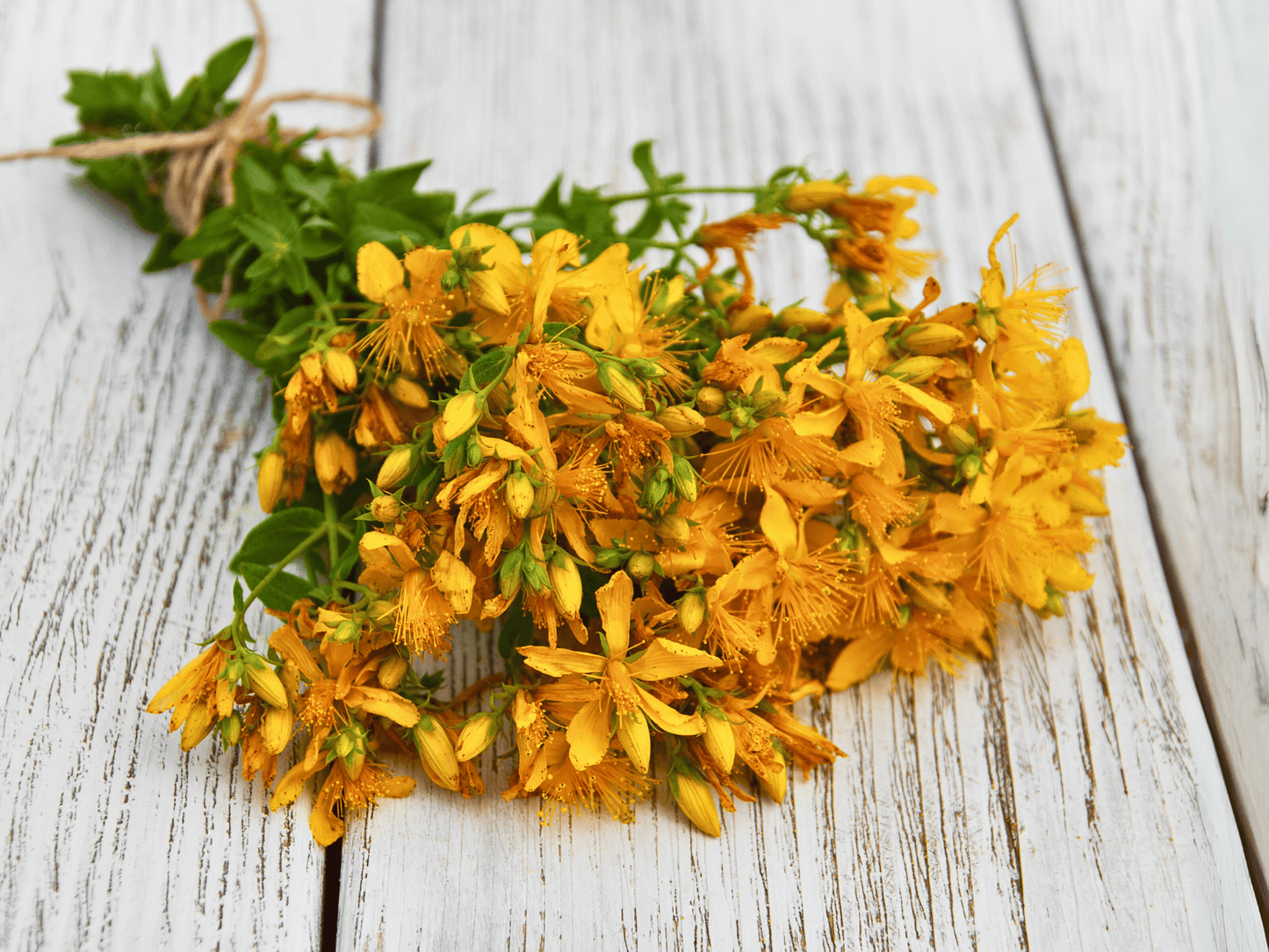 St. John’s Wort Heirloom Seeds