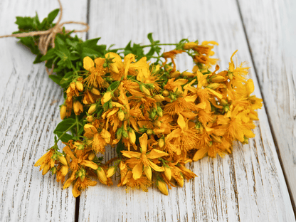 St. John’s Wort Heirloom Seeds
