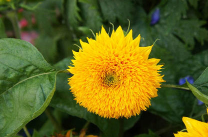 Teddy Bear Heirloom Sunflower Seeds