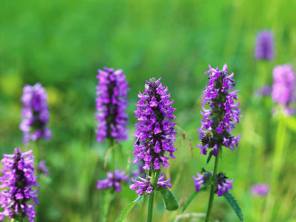 A field of vibrant purple flowers in full bloom, with some in the foreground and others in the background, creating a lush and colorful natural scene.