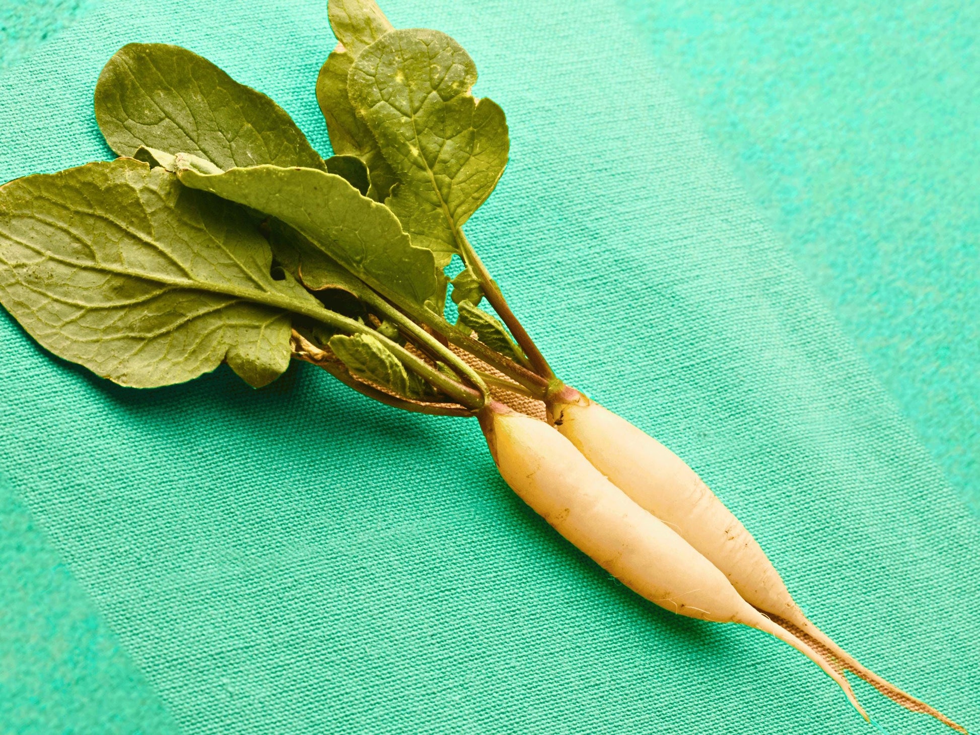 A bunch of green leaves and two white radishes are placed on a turquoise background.