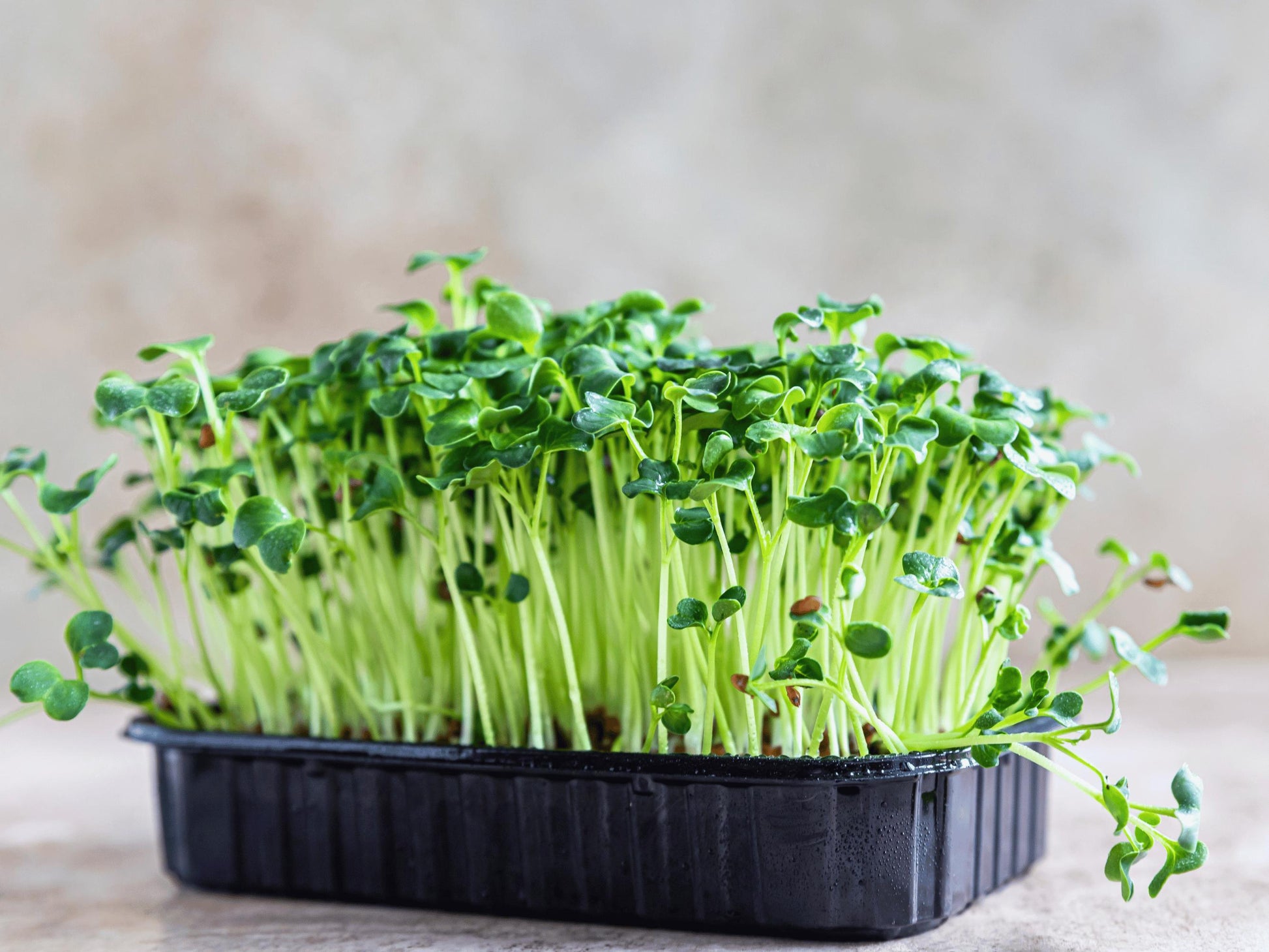 A tray filled with young green plants, likely sprouts, is placed on a surface.
