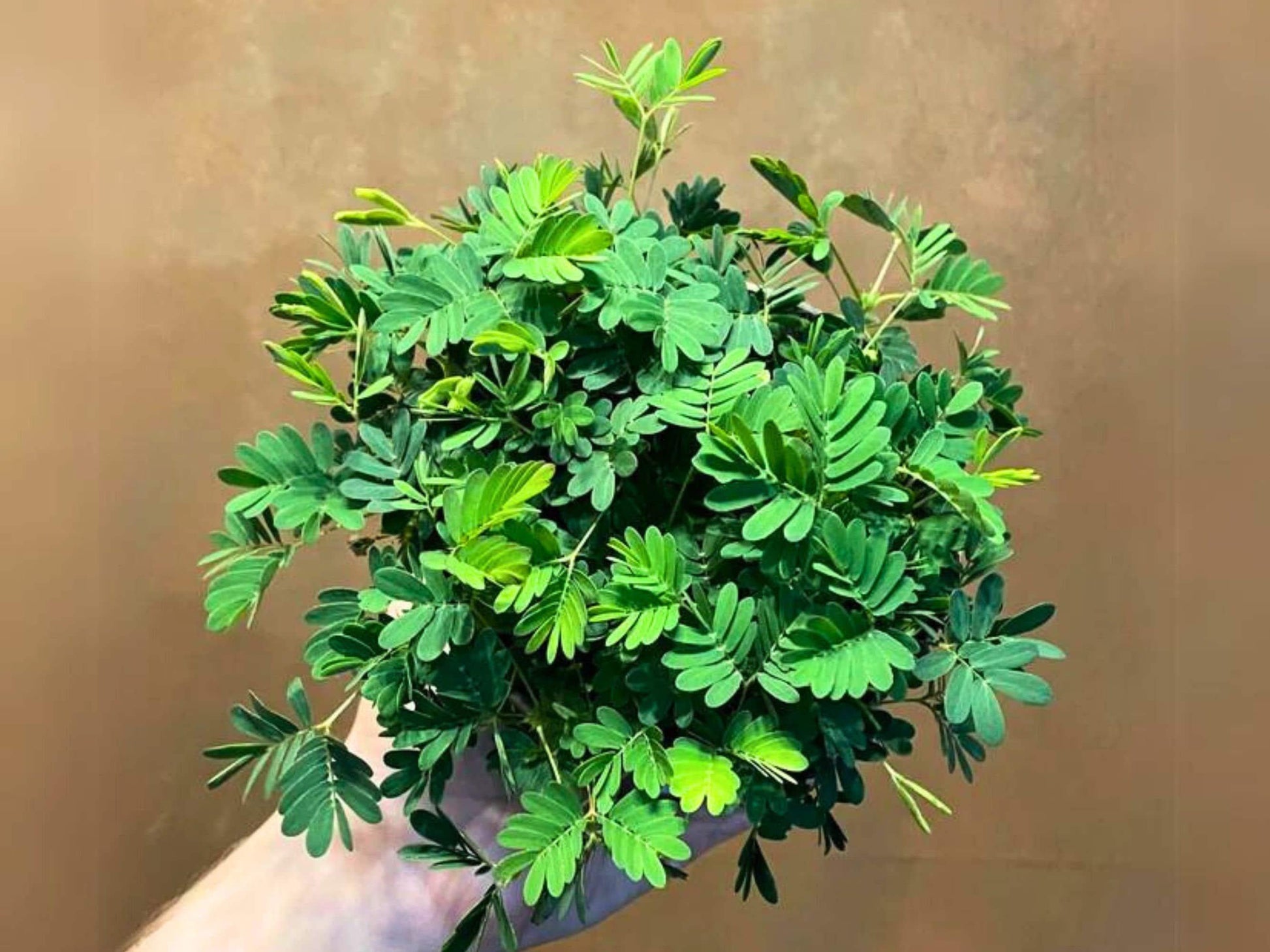 shy plant seeds Sensitive Plant Seeds